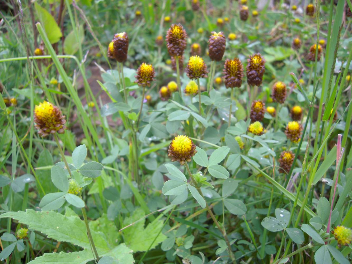 Изображение особи Trifolium spadiceum.