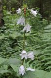 Campanula trachelium