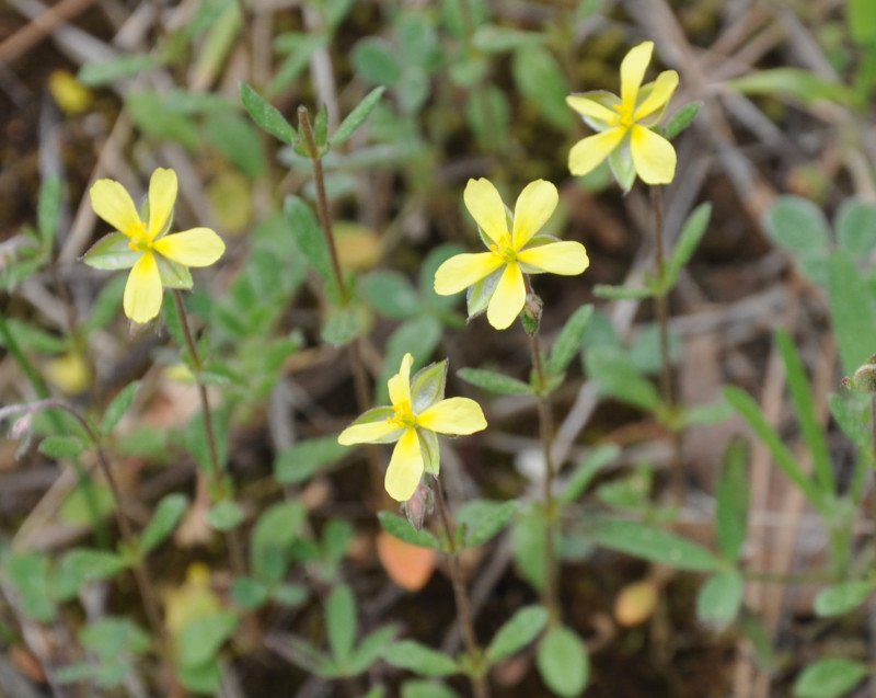 Image of Helianthemum ledifolium specimen.