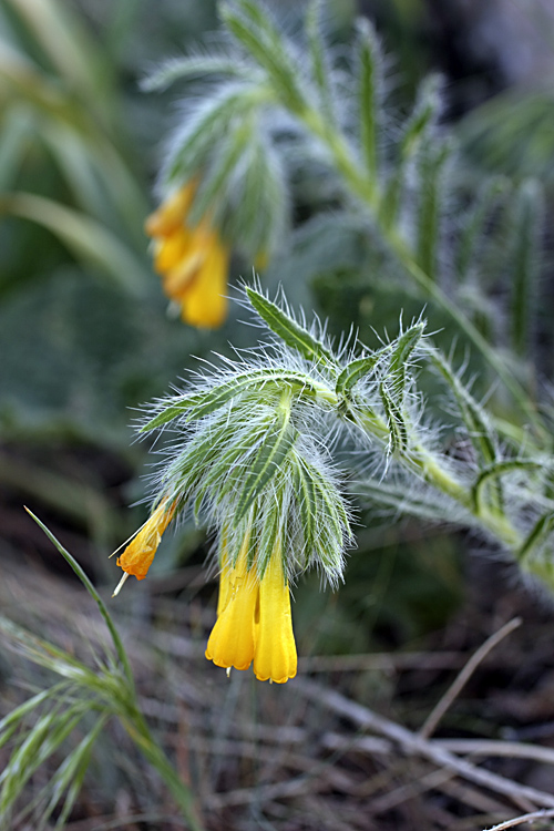 Изображение особи Onosma irritans.