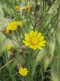 Crepis tectorum. Соцветия и соплодия. Владивосток, Академгородок. 8 июля 2012 г.