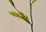 Festuca pratensis