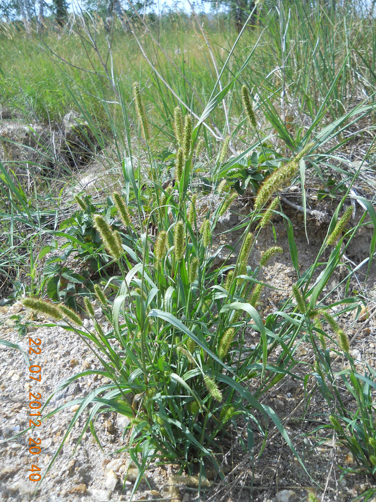 Image of Setaria pumila specimen.