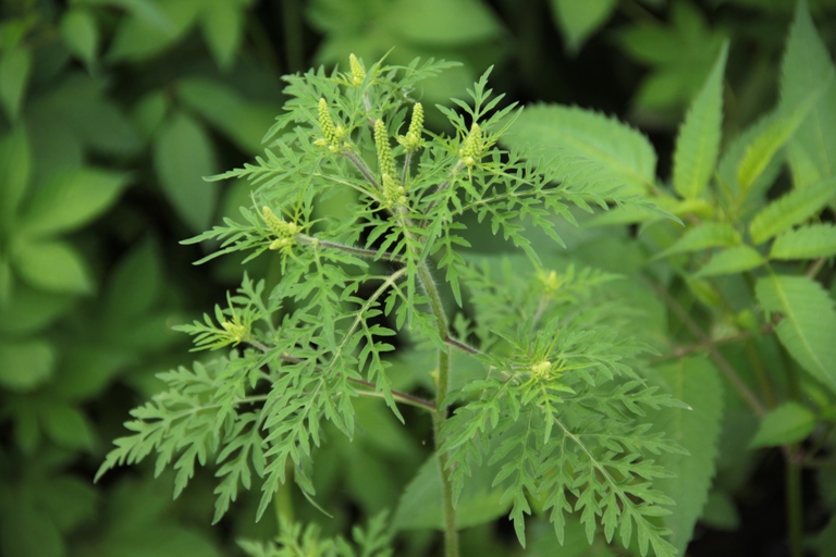 Изображение особи Ambrosia artemisiifolia.