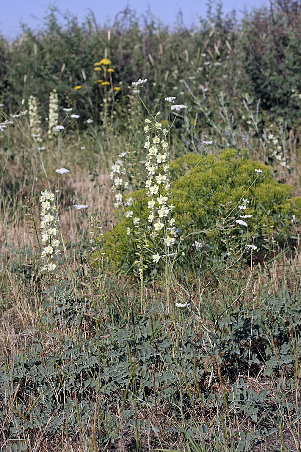 Image of Delphinium semibarbatum specimen.