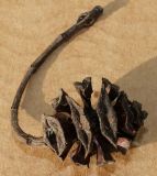 Metasequoia glyptostroboides. Прошлогодняя шишка. Германия, г. Кемпен, в парке. 09.09.2012.
