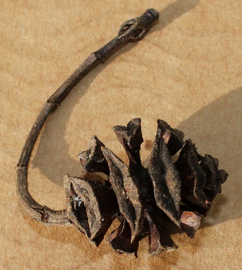 Image of Metasequoia glyptostroboides specimen.