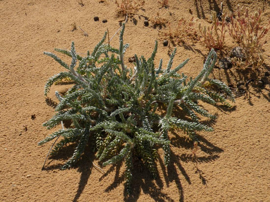 Image of Oxytropis lanata specimen.