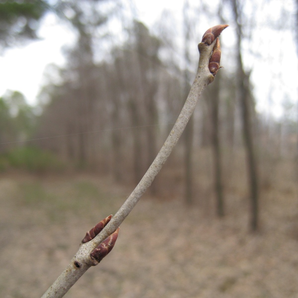 Image of Rhamnus cathartica specimen.