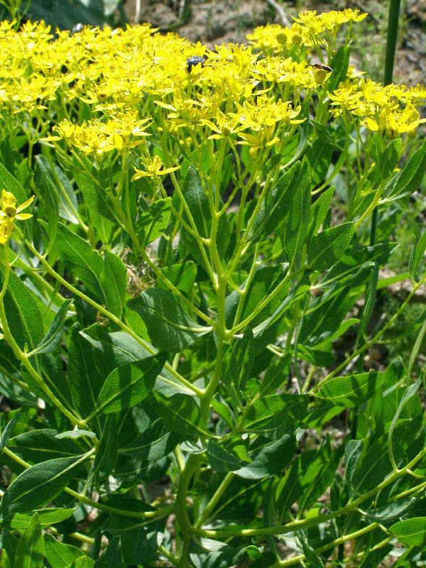 Image of Haplophyllum latifolium specimen.