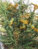 Pyracantha coccinea. Плодоносящий куст. Венгрия, Боршод-Абауй-Земплен, территория автозаправки в окрестностях г. Мишкольц. 01.09.2012.