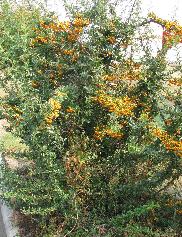 Image of Pyracantha coccinea specimen.