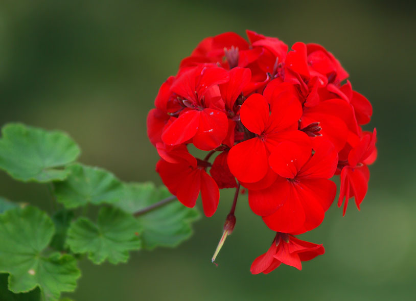 Изображение особи Pelargonium hortorum.