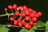 Actaea erythrocarpa. Соплодие. Кировская обл., Вятско-Полянский р-н, окр. дер. Быз. 24.08.2011.