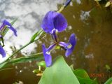 Iris setosa