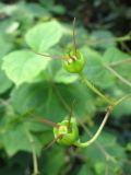 Kirengeshoma palmata