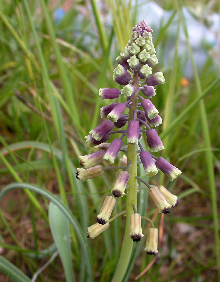 Image of Leopoldia longipes specimen.