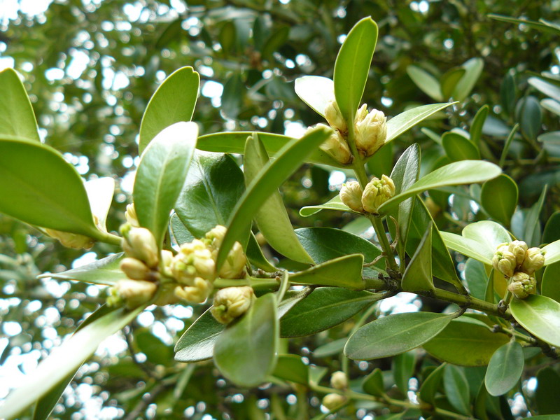 Изображение особи Buxus balearica.