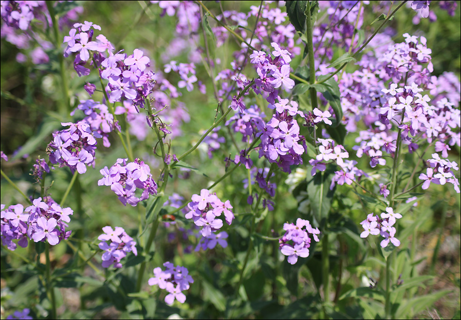 Изображение особи Hesperis matronalis.