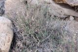Salvia aegyptiaca. Отплодоносивший куст в каменистой пустыне. Израиль, склон к Мёртвому морю. 21.02.2011.