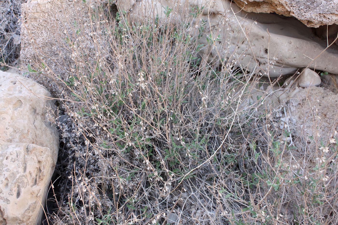 Image of Salvia aegyptiaca specimen.