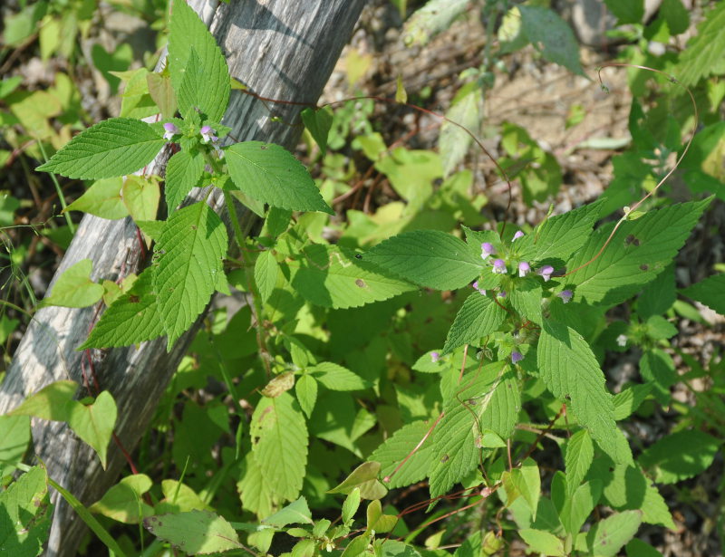 Изображение особи Galeopsis bifida.