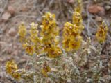 Salsola gemmascens