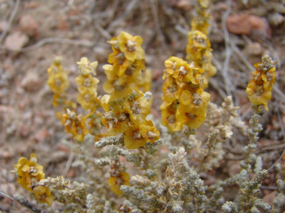 Image of Salsola gemmascens specimen.