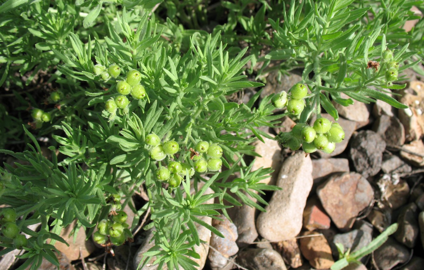 Image of Argusia rosmarinifolia specimen.