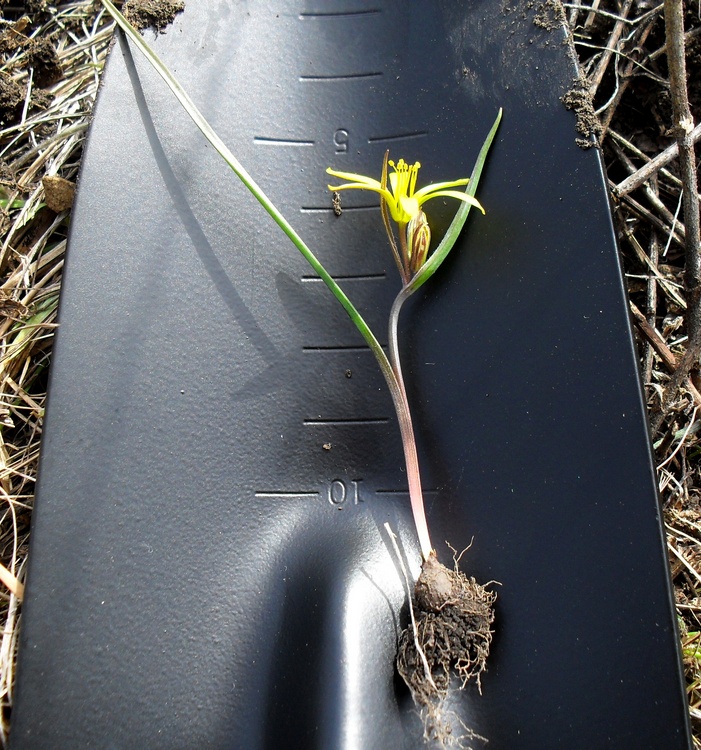 Изображение особи Gagea erubescens.