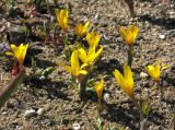 Colchicum luteum