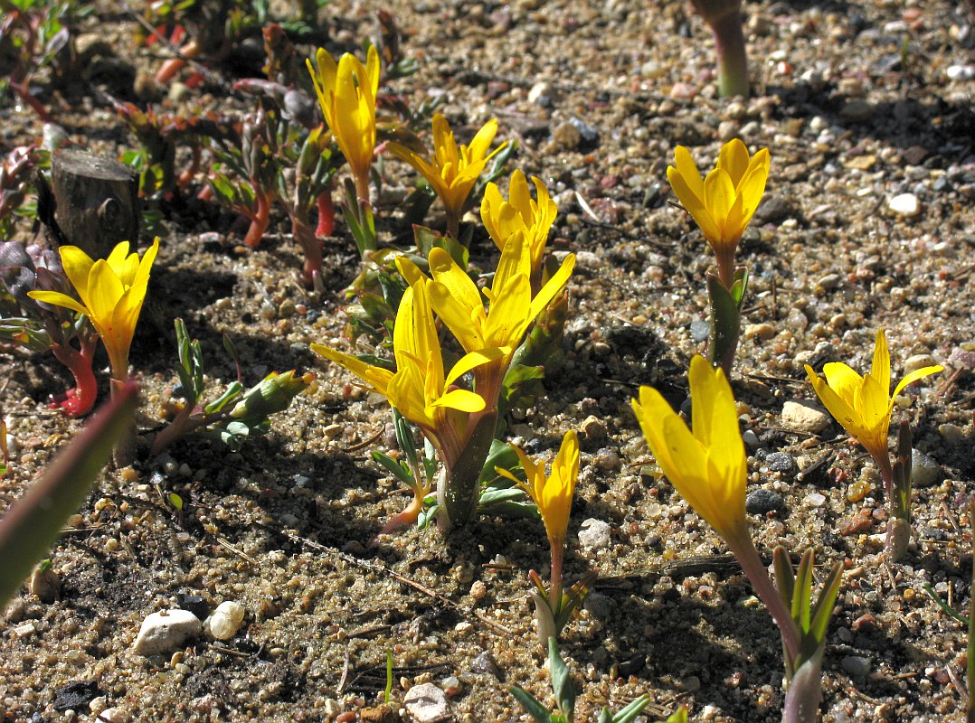 Image of Colchicum luteum specimen.