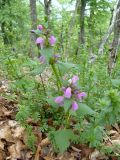 Lamium maculatum