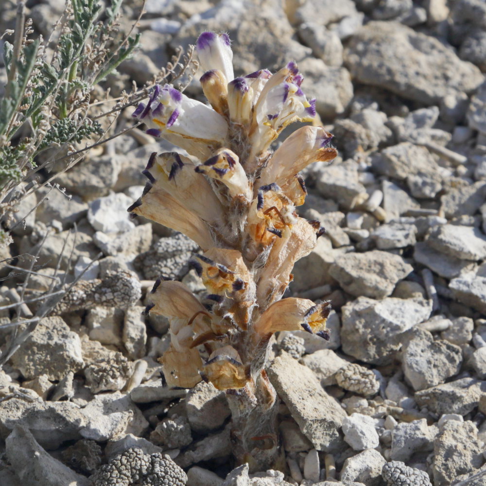 Image of Cistanche salsa specimen.