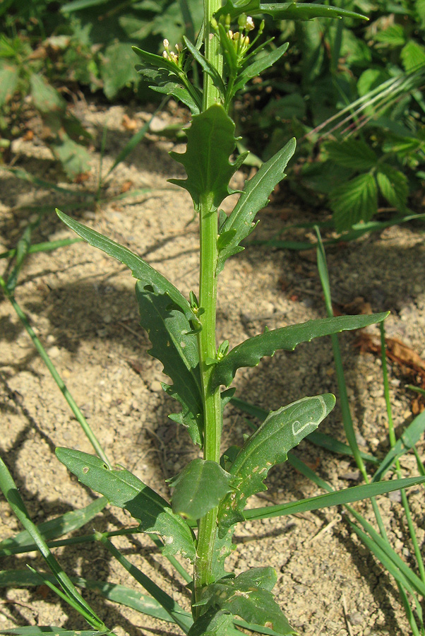 Image of Thlaspi arvense specimen.