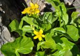 Caltha polypetala. Верхушка цветущего растения. Армения, Вайоц Дзор, окр. монастыря Спитакавор. 02.05.2013.