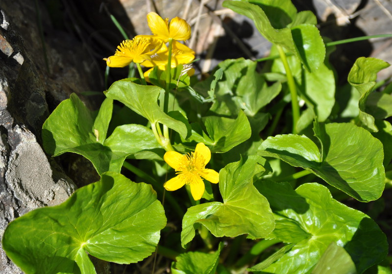 Изображение особи Caltha polypetala.