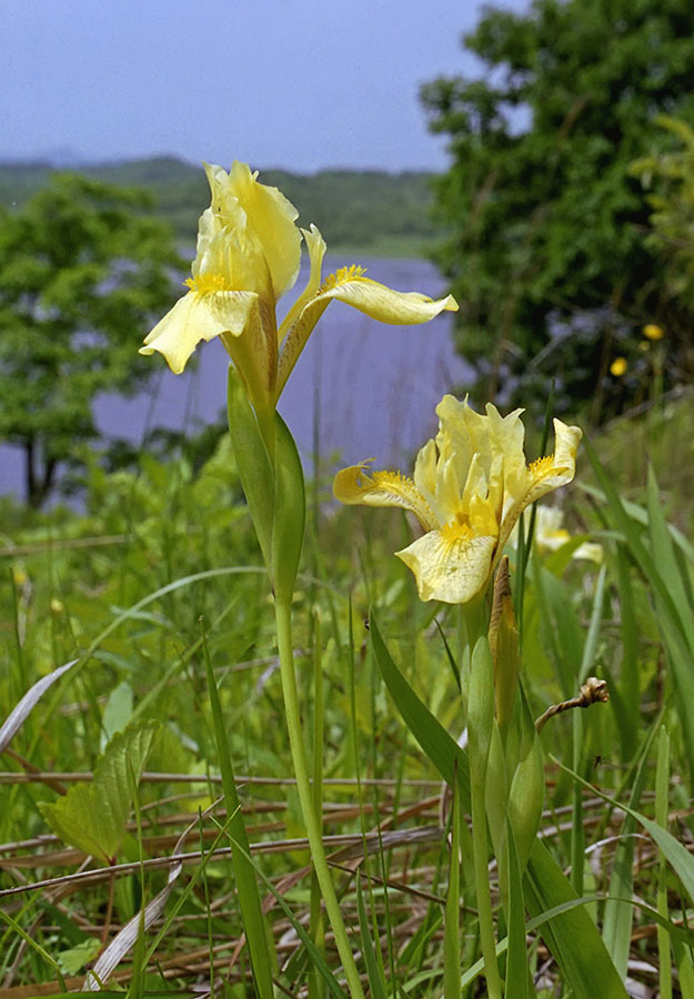 Изображение особи Iris vorobievii.