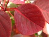 Euphorbia cotinifolia. Лист. Израиль, г. Беэр-Шева, саженец в цветочном хозяйстве. 08.06.2013.