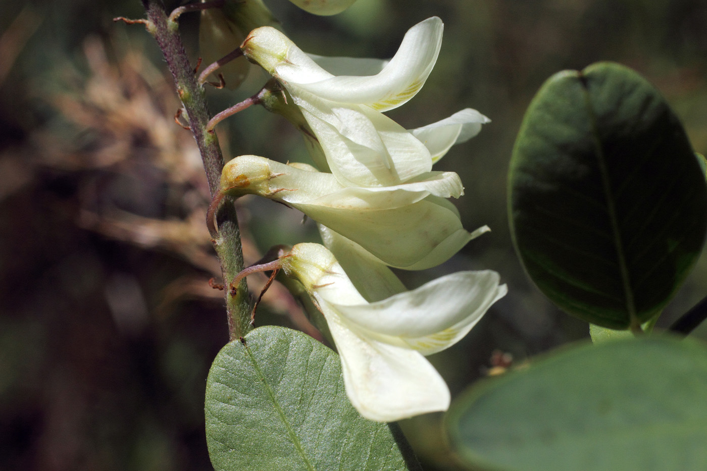 Изображение особи Hedysarum flavescens.