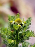 Matricaria discoidea. Верхушка цветущего растения. Санкт-Петербург. 2 июня 2009 г.