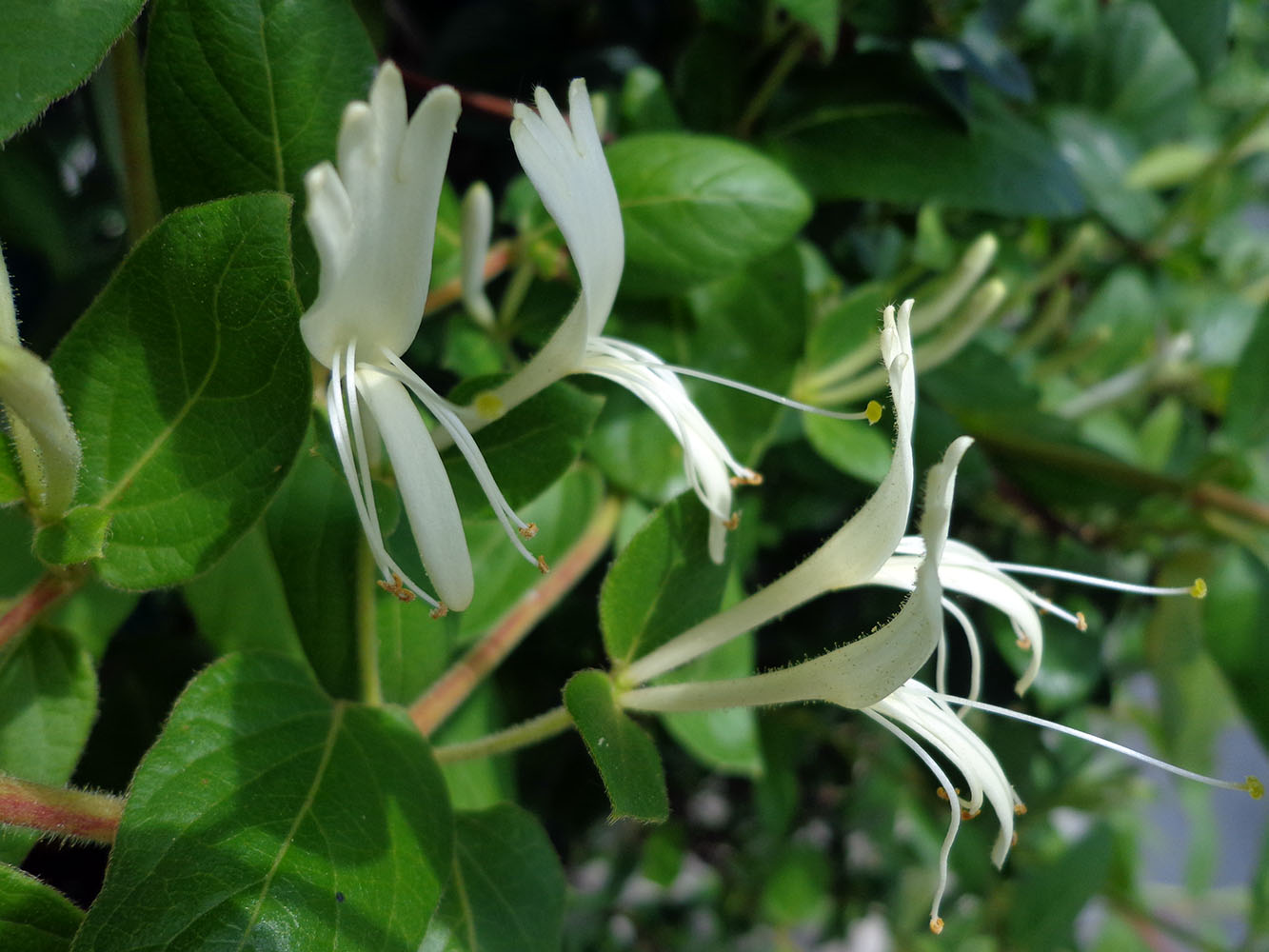 Изображение особи Lonicera japonica.