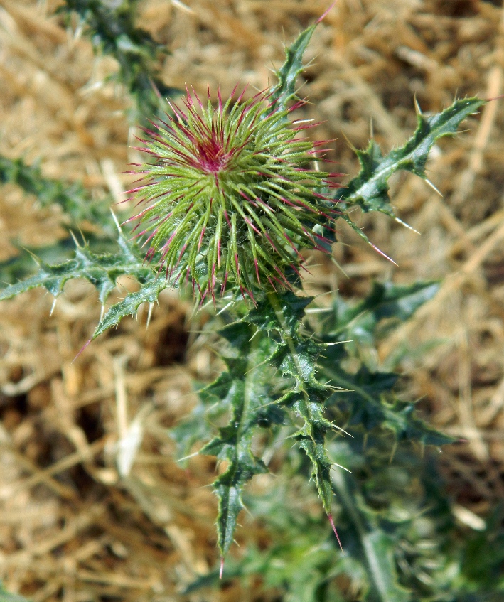 Изображение особи Carduus uncinatus ssp. davisii.