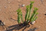 Euphorbia paralias