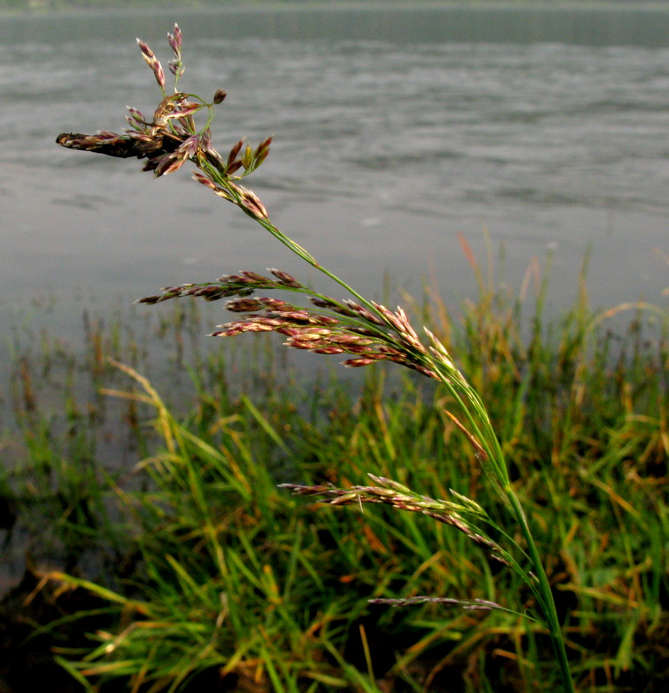 Image of Deschampsia kaschinae specimen.