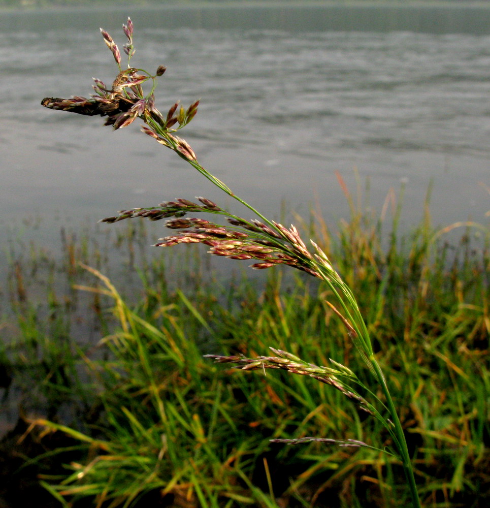 Изображение особи Deschampsia kaschinae.