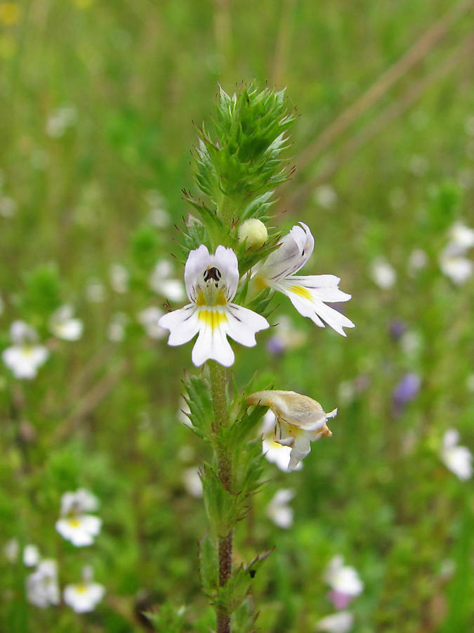 Изображение особи род Euphrasia.