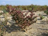 Salicornia perennans. Растение на песчано-ракушечном пляже. Краснодарский край, м/о Анапа, окр. ст. Благовещенская, Витязевский лиман. 16.08.2013.