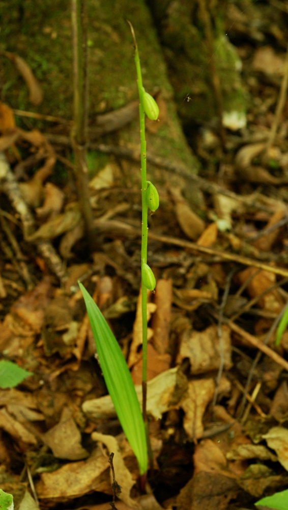 Image of Oreorchis patens specimen.