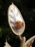Fibigia eriocarpa